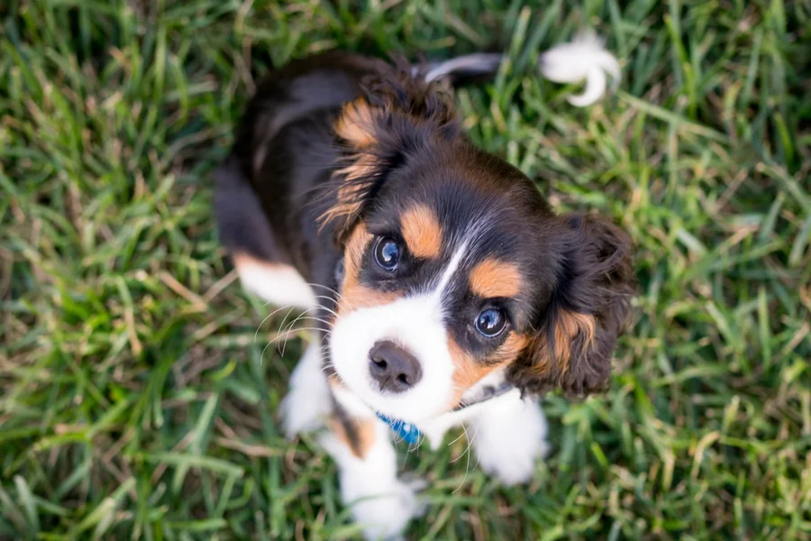 What Health Certifications Should You Verify Before Purchasing A Puppy