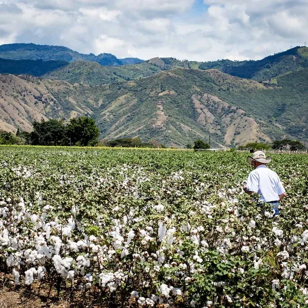 Is Organic Cotton Worth the Investment